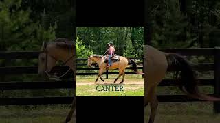 Horse Gaits - Walk, Trot, Canter