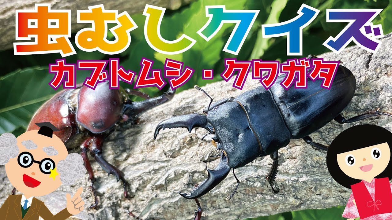 【ようかい博士】虫むしクイズ☆カブトムシとクワガタのクイズ♪雑学☆虫について詳しくなろう！【知育動画】子供向け　図鑑