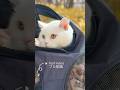 🍂#shorts #cat #scottishfold #cute #kucing #बिल्ली #pets #고양이 #猫 #قطة #kedi #kitten