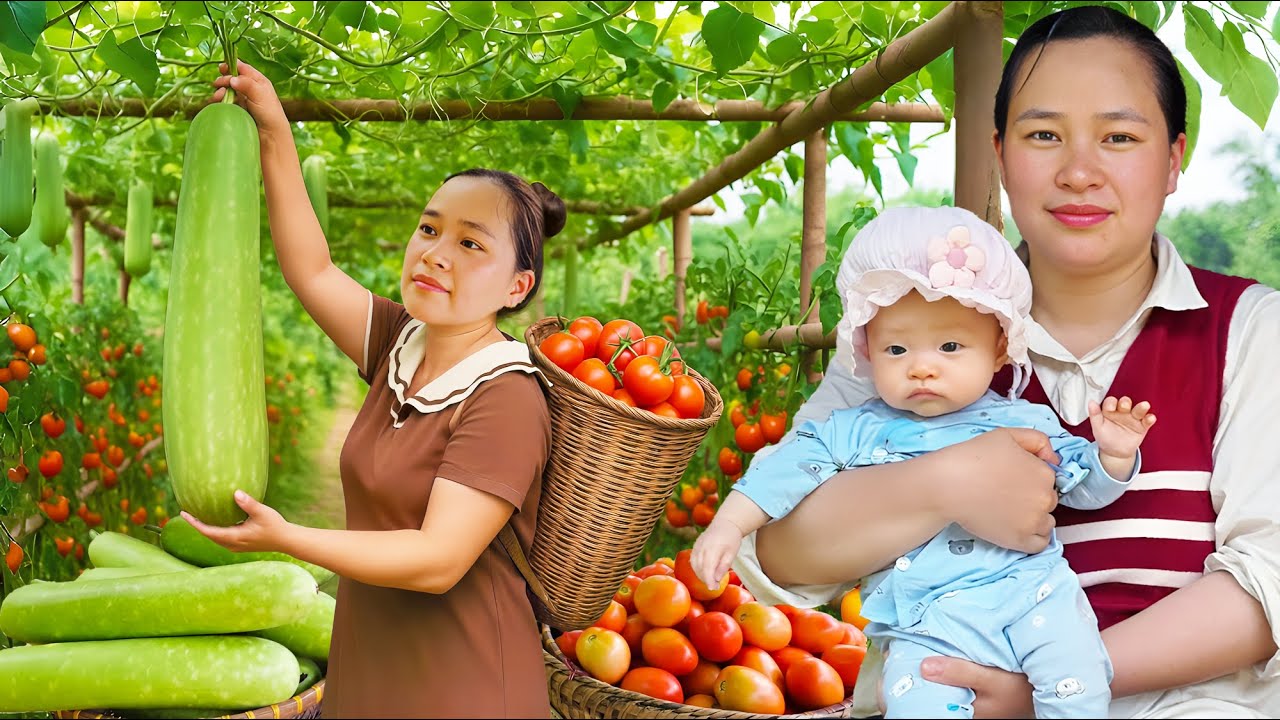 Harvesting Giant Gourds and Tomatoes Garden, Bring them to the Market to Sell | LTC - Free Bushcraft