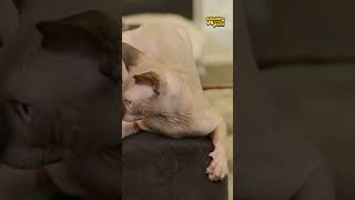 Shanna Moakler Loves Her Sphynx Cats  | Show Us Your Pets