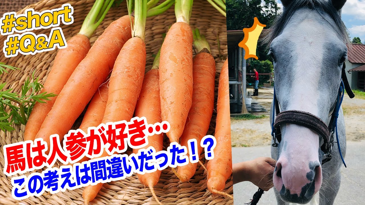 馬の質問 馬は人参が本当に好きなの その真実に迫る Shorts Youtube
