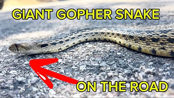 INSANE Roadside Snake Rescue! Giant Gopher Snake Saved from Certain Death