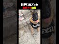 警察犬の嗅覚 恐るべし。