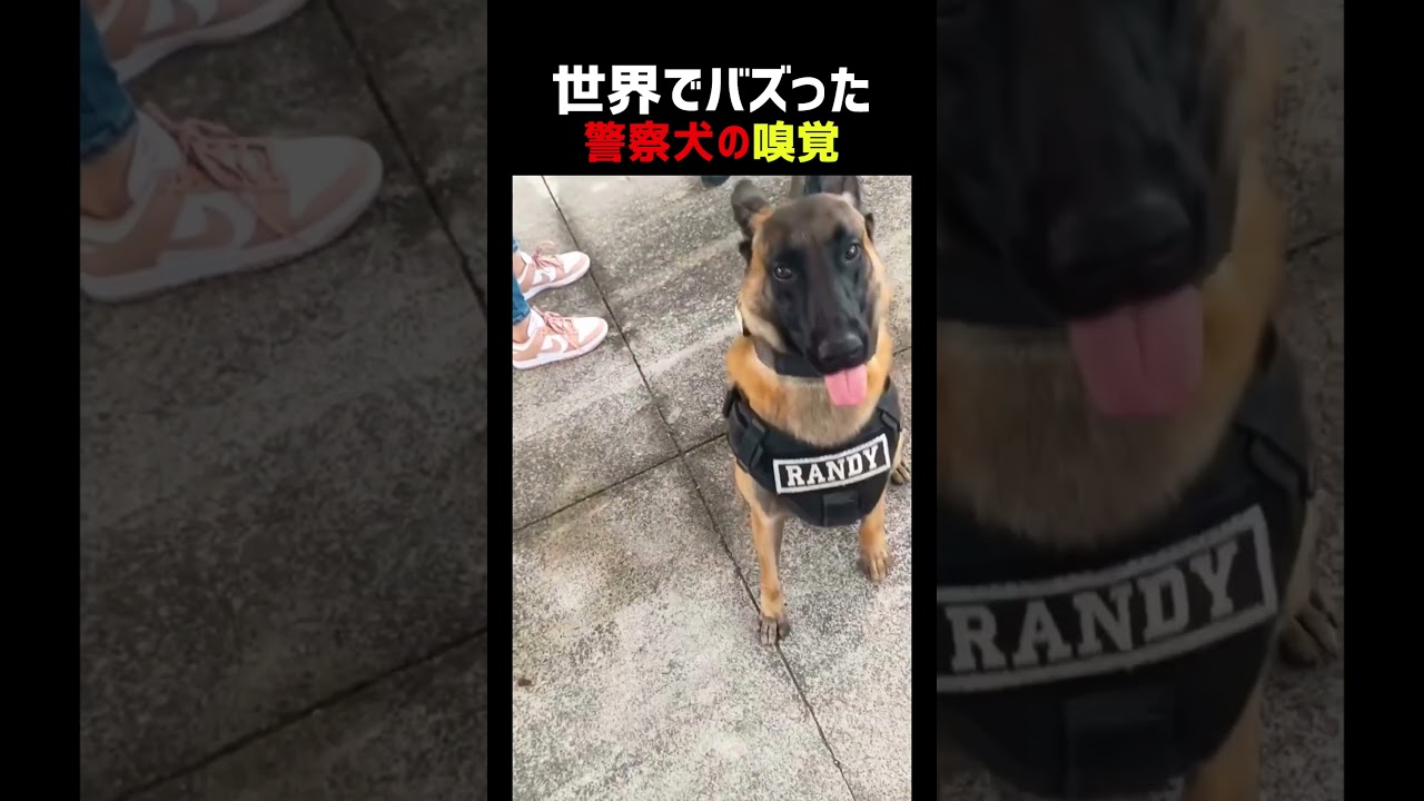 警察犬の嗅覚 恐るべし。