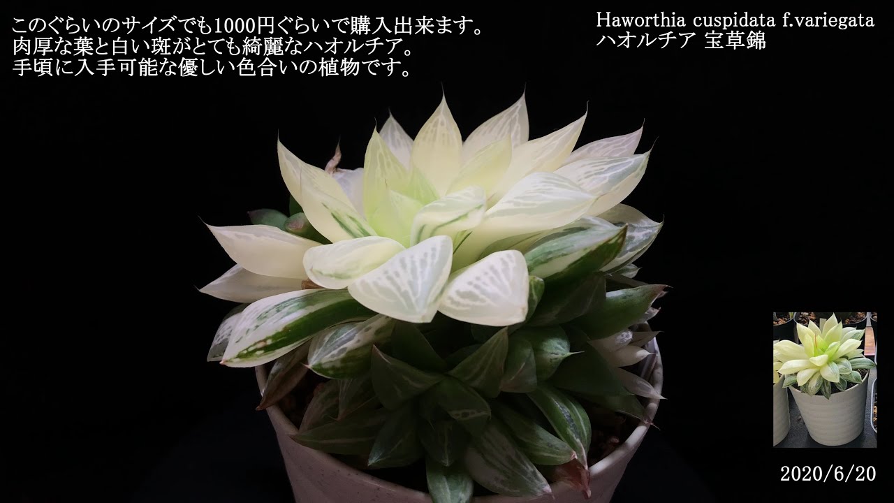 ハオルチア 宝草錦 Haworthia Cuspidata F Variegata Youtube ハオルチア 宝草錦 Haworthia Cuspidata F Variegata Youtube