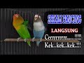 TERAPI LOVEBIRD PAUD---TERAPI LOVEBIRD NGEKEK---PANCINGAN LOVEBIRD NGEKEK