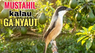 toet toet suara cendet gacor PAGI SIANG SORE sangat efektif buat Pancingan cendet diam agr cpt bunyi