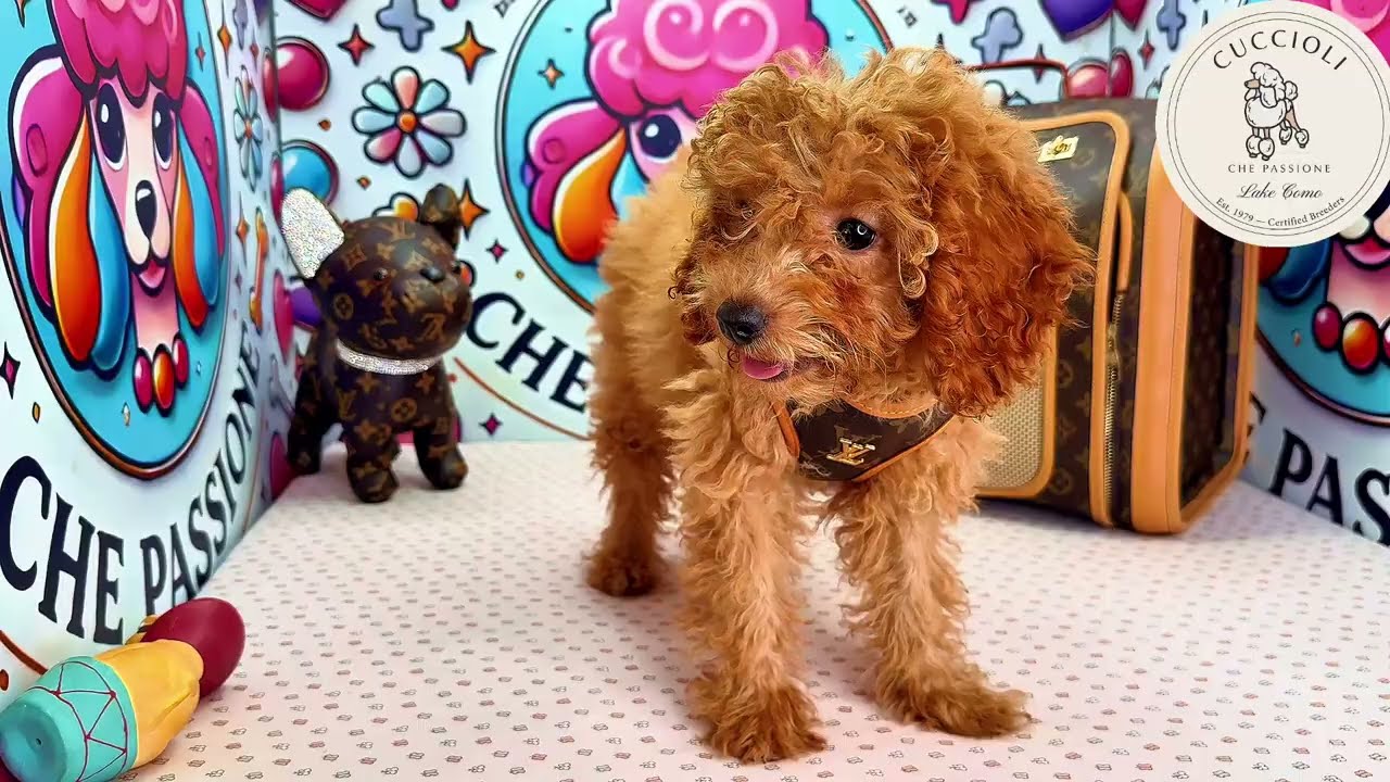 TEODORO — FENOTIPO BARBONCINO TOY