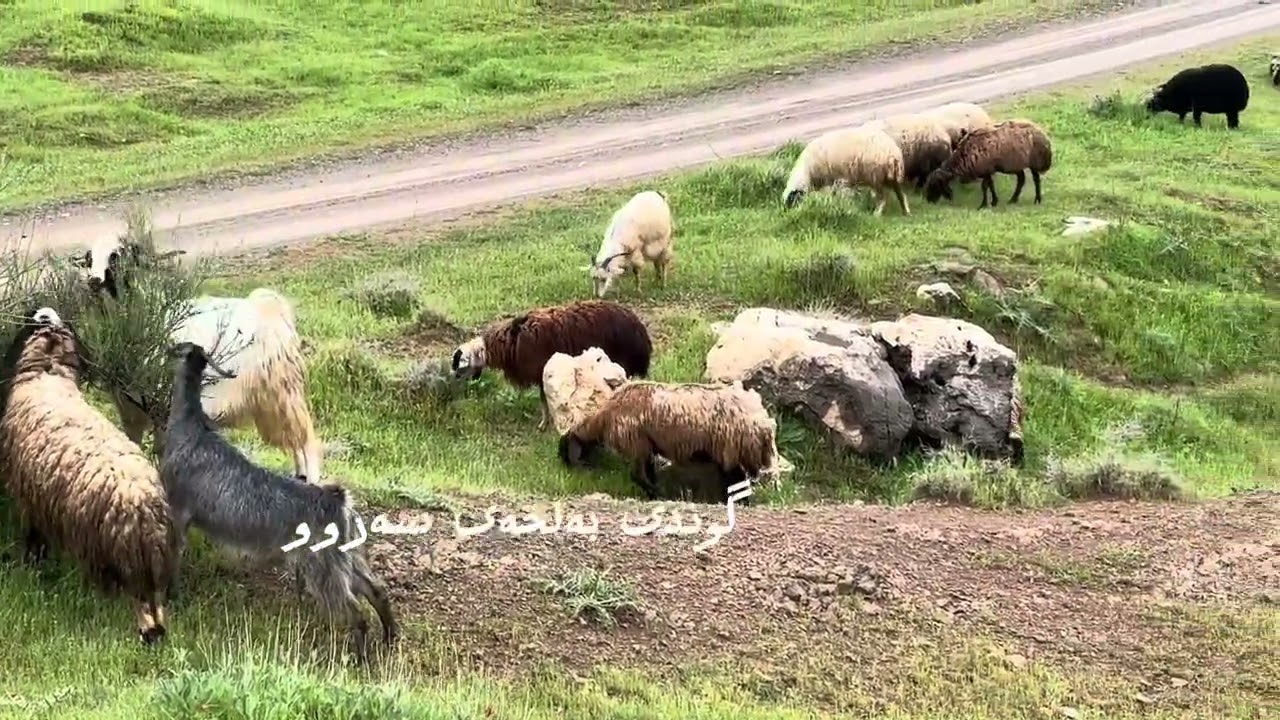 گوندی بەڵخەی قەرەداخ و بەهار و دەنگی حسین شەریفی مامە شوانی كۆڵنەدەر كوردی فەرەنجی لەبەر