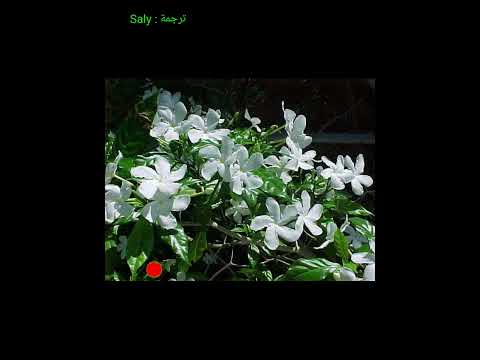 Natacha Atlas Damascus ناتاشا أطلس دمشق