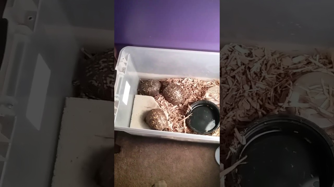 camera iphone 8 plus apk Box turtle diet