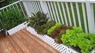 Organic Container Garden Update MAY 20th raw food diet vegetable gardening how to plant grow