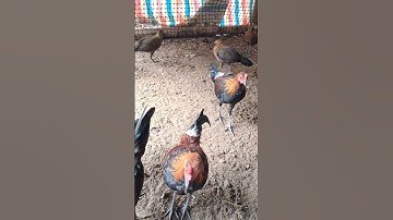 gà rừng tơ siêu đẹp trai của hlau youtube.qaib qus zoo nkauj