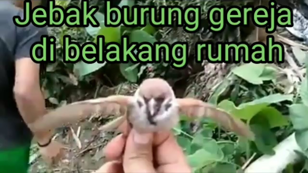 Cara Menjebak Burung Pipit Dari Botol Bekas Perangkap Sederhana Youtube