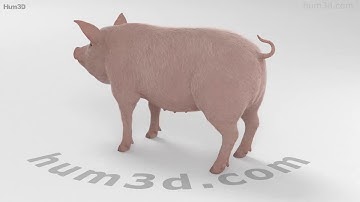 Pig 3D model by 3DModels.org