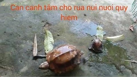cân canh nuoi rua sa nhân nui quy hiem.