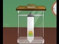 Paper Chromatography Quiz