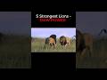 Top 5 Strongest Lions Raw Power рџ Ѓрџ Lions Lion Lionking Scarface Mrtlion Mrt Sekekama Top 5 Strongest Lions Raw Power рџ Ѓрџ Lions Lion Lionking Scarface Mrtlion Mrt Sekekama