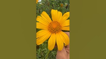 🌼 Tác Dụng Ít Ai Biết Của Hoa Dã Quỳ – Vị Thuốc Ẩn Sau Sắc Hoa Vàng Tây Nguyên