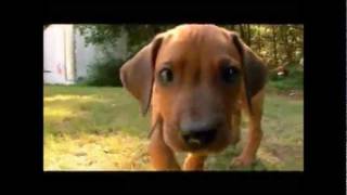 Dogs 101  Rhodesian Ridgeback