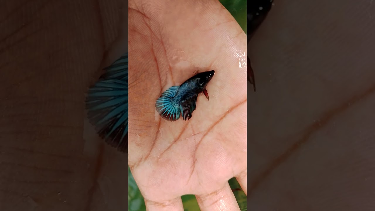Half Moon Betta Jaring Sizes