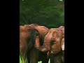 elephant guardians #21. Let's have save the nature and animals