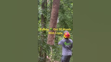 Effortless Tree Removal with Crane Assistance | Watch and Wonder | Kenny’s Tree Removal