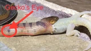 Snake Vs Gecko!!