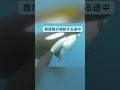 小さなシャチが人間に助けを求めた🐋 救援隊が母シャチを救い出し、その後親子はこうしてスタッフに感謝を伝えた✨