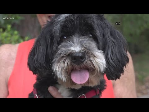 Vets warn of
