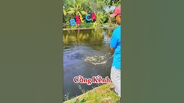 🔥 Pha Bắt Cá "Cồng Kềnh" Bá Cháy Anh Em Ơi 🐟💪🤣 #Shorts