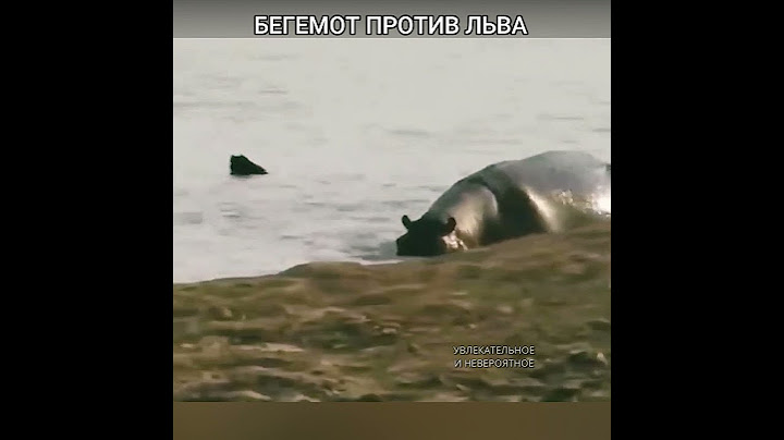 Бегемот Против Льва