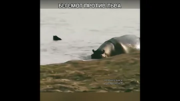 Бегемот Против Льва