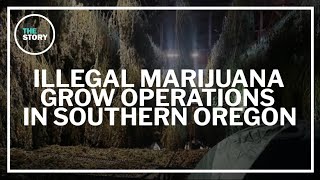 Jackson County asks for state help dealing with illegal marijuana grows