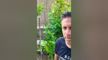 Persimmon Fuyu Jiro in flower