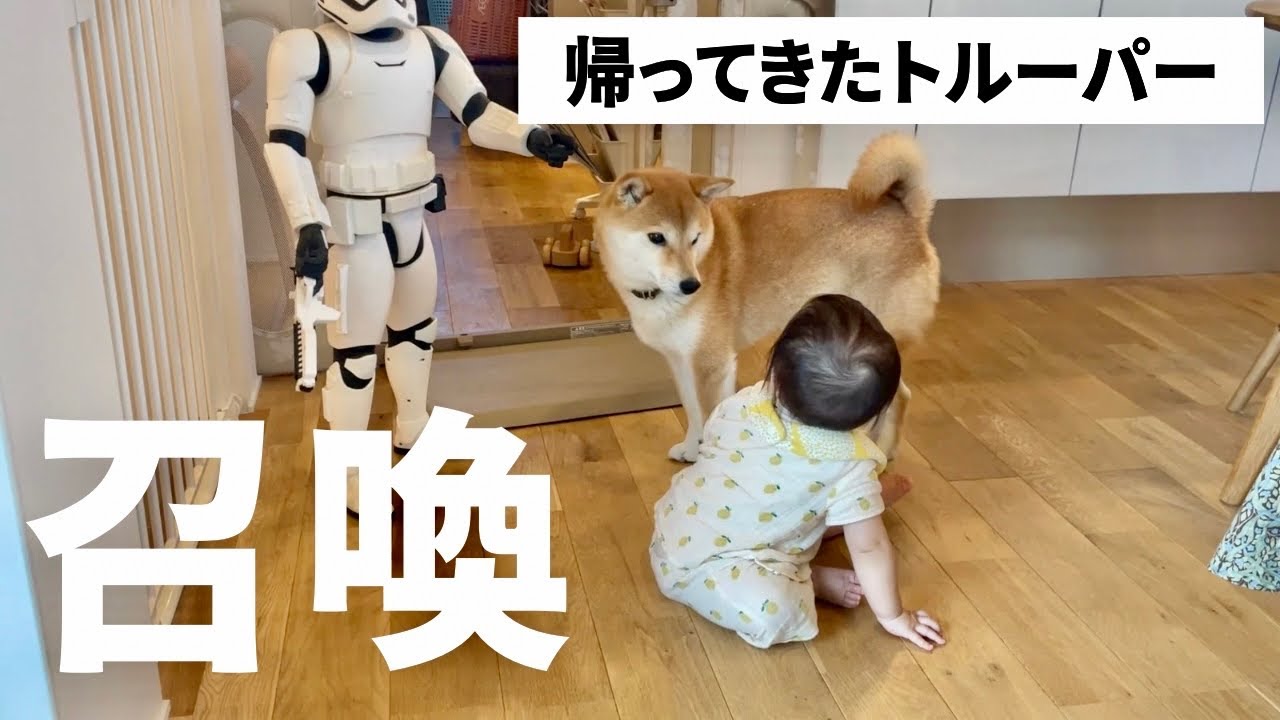 柴犬の背中を見て育ついたずら娘…。数年ぶりにやつを召喚することに