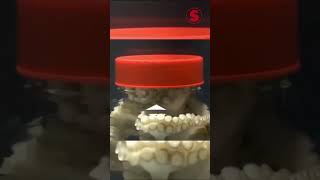 Veja Um Polvo Demonstrando Sua Inteligência Ência