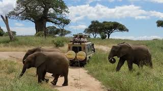 Tarangire Nationalpark, Tansania, 2023