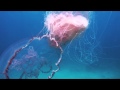 Pink Meanie Jellyfish, Frazier Nivens, Ocean Imaging Studios