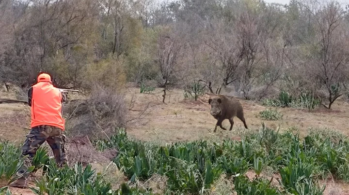 Hunting Wild Boar: PART 2-Season 2024 ||  KHEMISST  - MAAZIZ