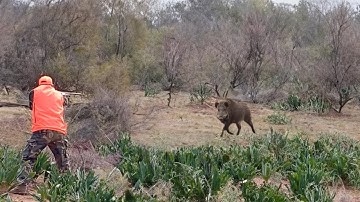 Hunting Wild Boar: PART 2-Season 2024 ||  KHEMISST  - MAAZIZ