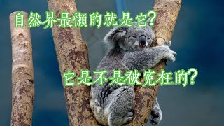 The laziest mammal in nature