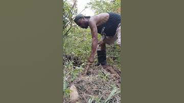 Cassava harvesting part 978 #shorts #farming #cassava #nature  #cassavaroots #cassavafarming