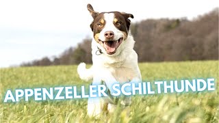 Appenzeller Schilthunde Dog Breed  Facts and Information