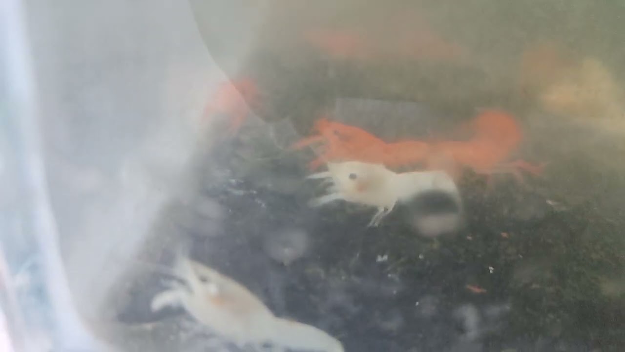 Red and White Cray Fish
