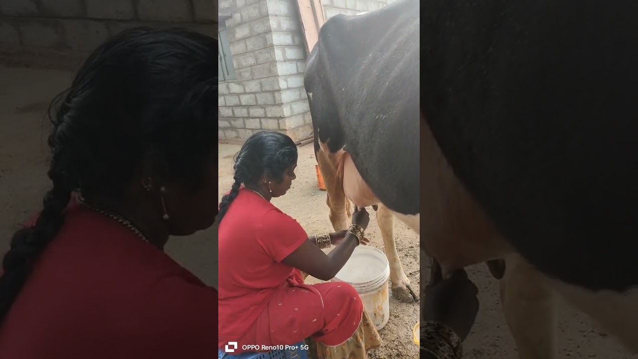 మీ ఇంటి ఆడబిడ్డ మీ రైతుబిడ్డ చూడండి పాల పిండమని నిన్న అన్నావాళ్ళందరూ చాలామంది అడిగారు కదా లైవ్ లో 👍