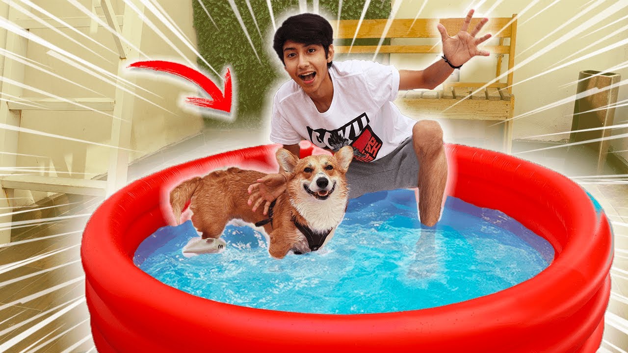 ¡COMPRE UNA ALBERCA PARA MI PERRO! - BROLAND