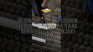 EVENT BAGI-BAGI CUPANG! #shorts #bettafish #fishkinian #education #ikancupang #youtubeshorts #yt