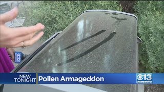 High Pollen Count At Lake Tahoe